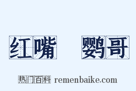 红嘴緑鹦哥是什么意思的图片
